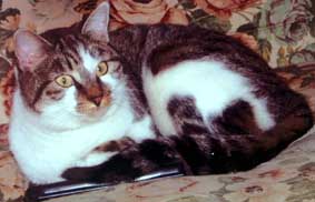 Sassogatto
